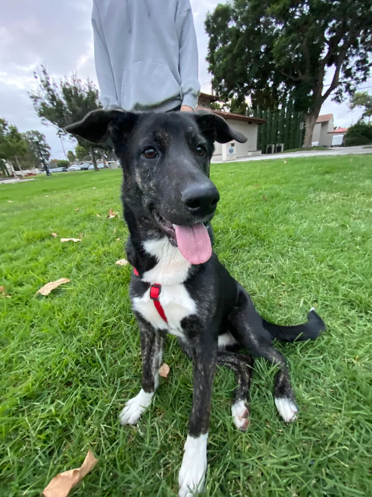 Lost dog in Santa Ana, CA, 92705