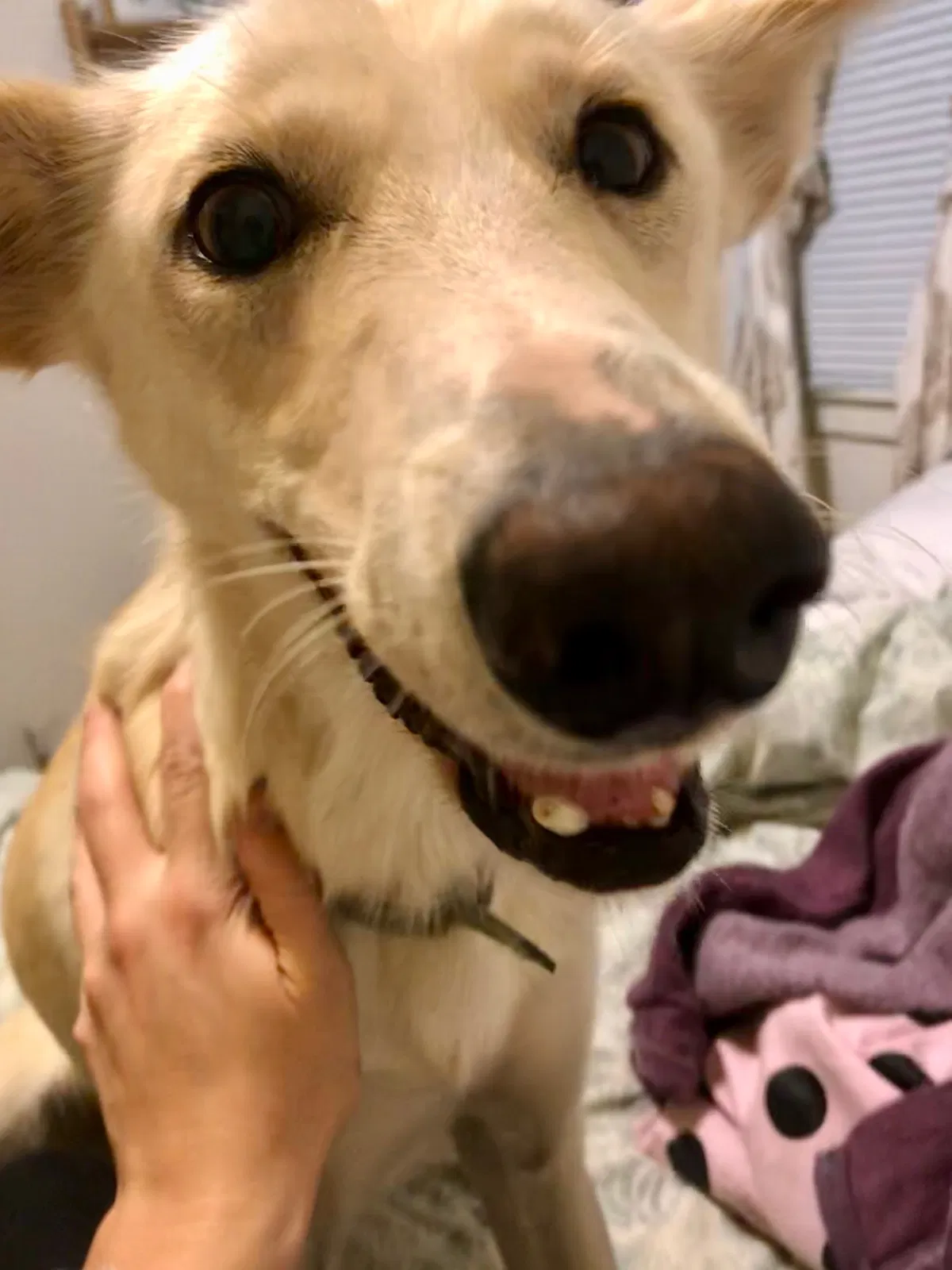 Lost dog in Spokane, WA, 99202