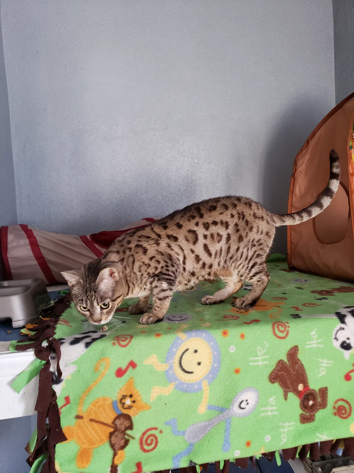 Lost cat in Valley City, ND, 58072