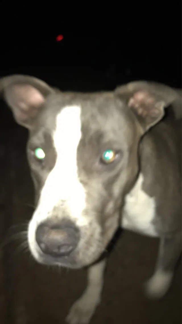 Lost dog in Phoenix, AZ, 85040