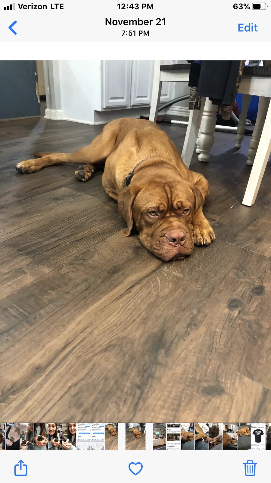 Lost dog in Corpus Christi, TX, 78415
