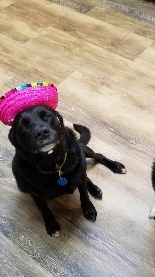 Lost dog in Necedah, WI, 54646