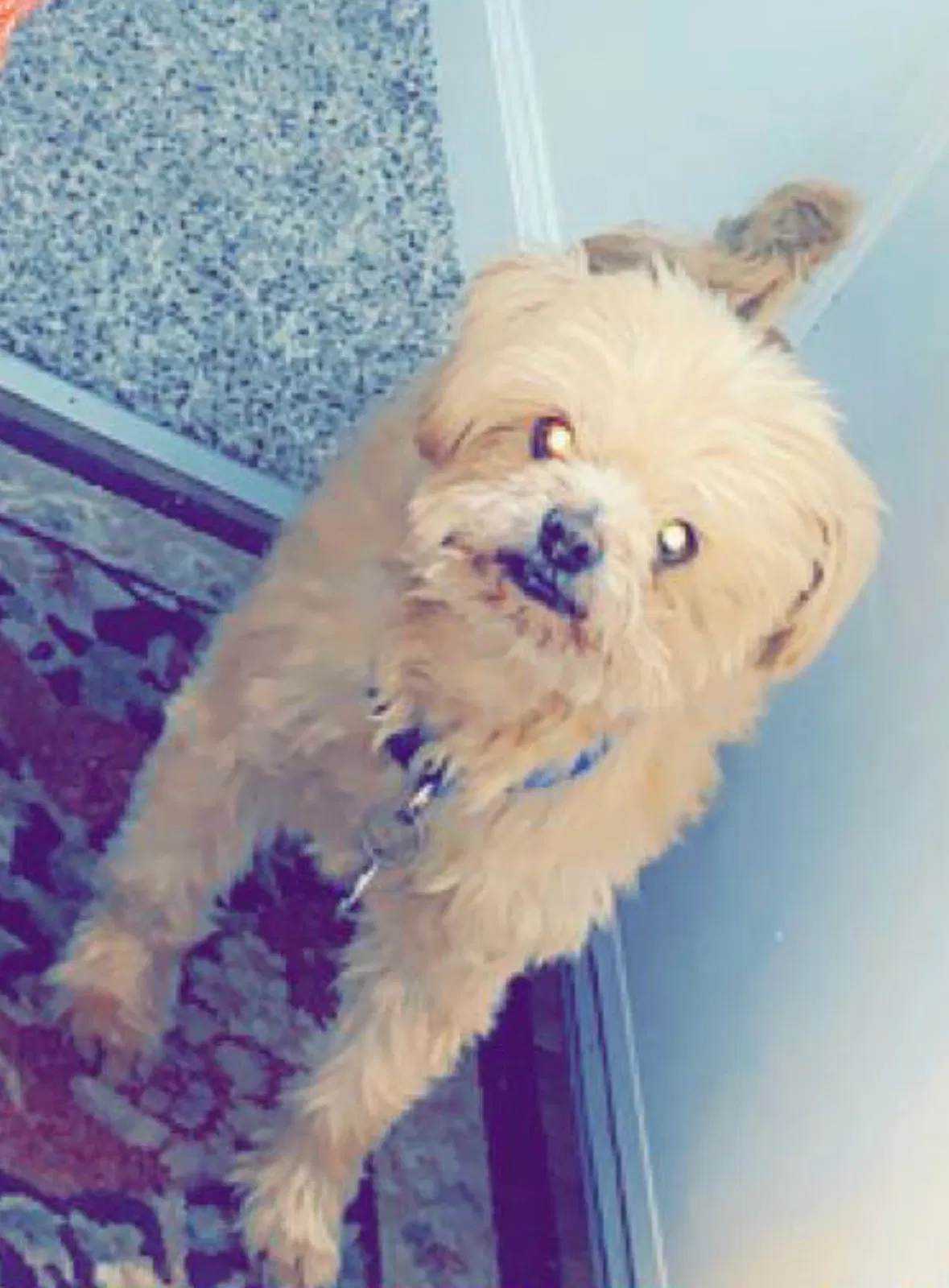 Lost dog in Reno, NV, 89512