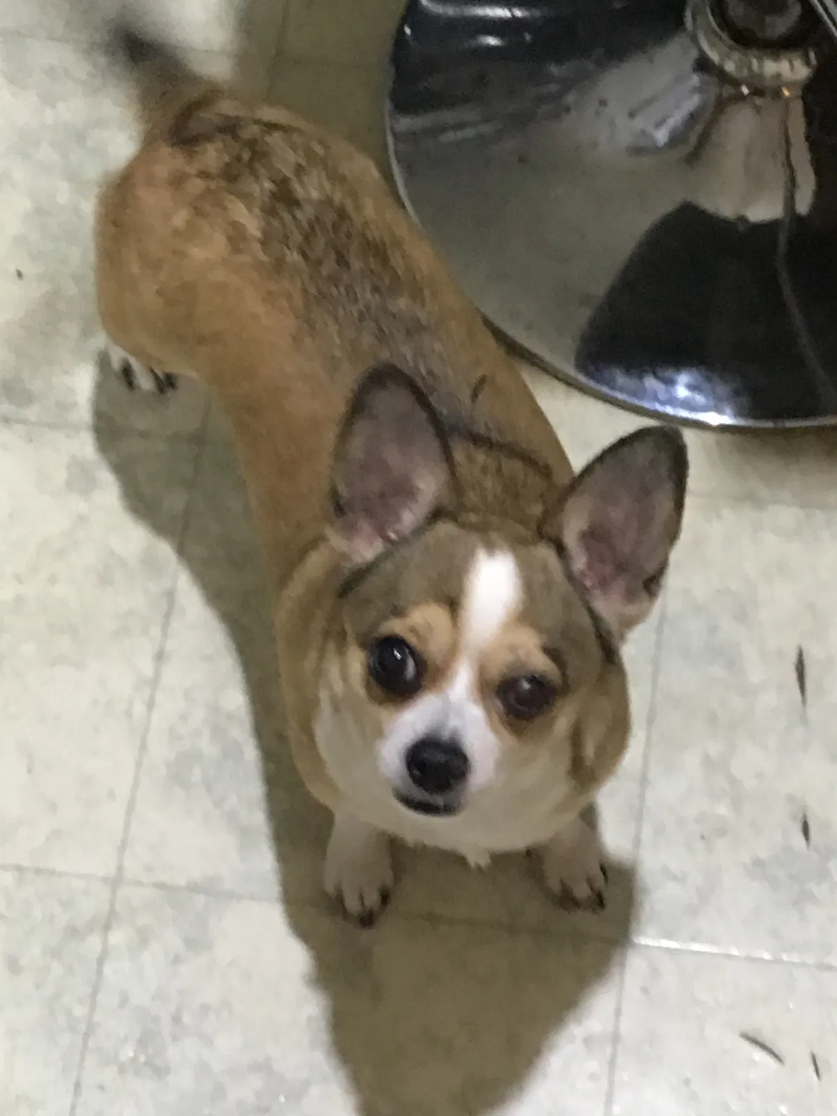 Lost dog in Buffalo, NY, 14207