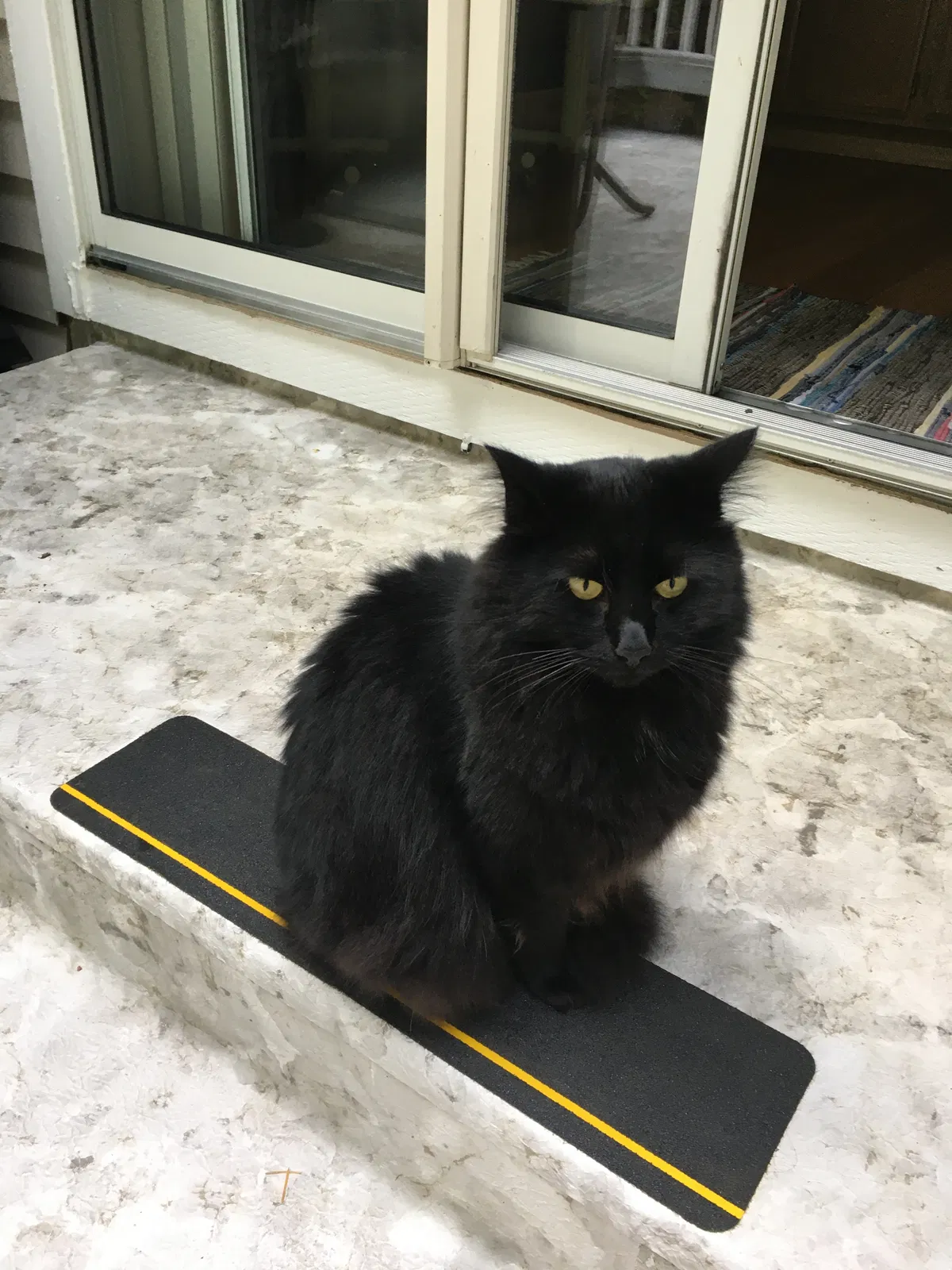 Lost cat in Tacoma, WA, 98407
