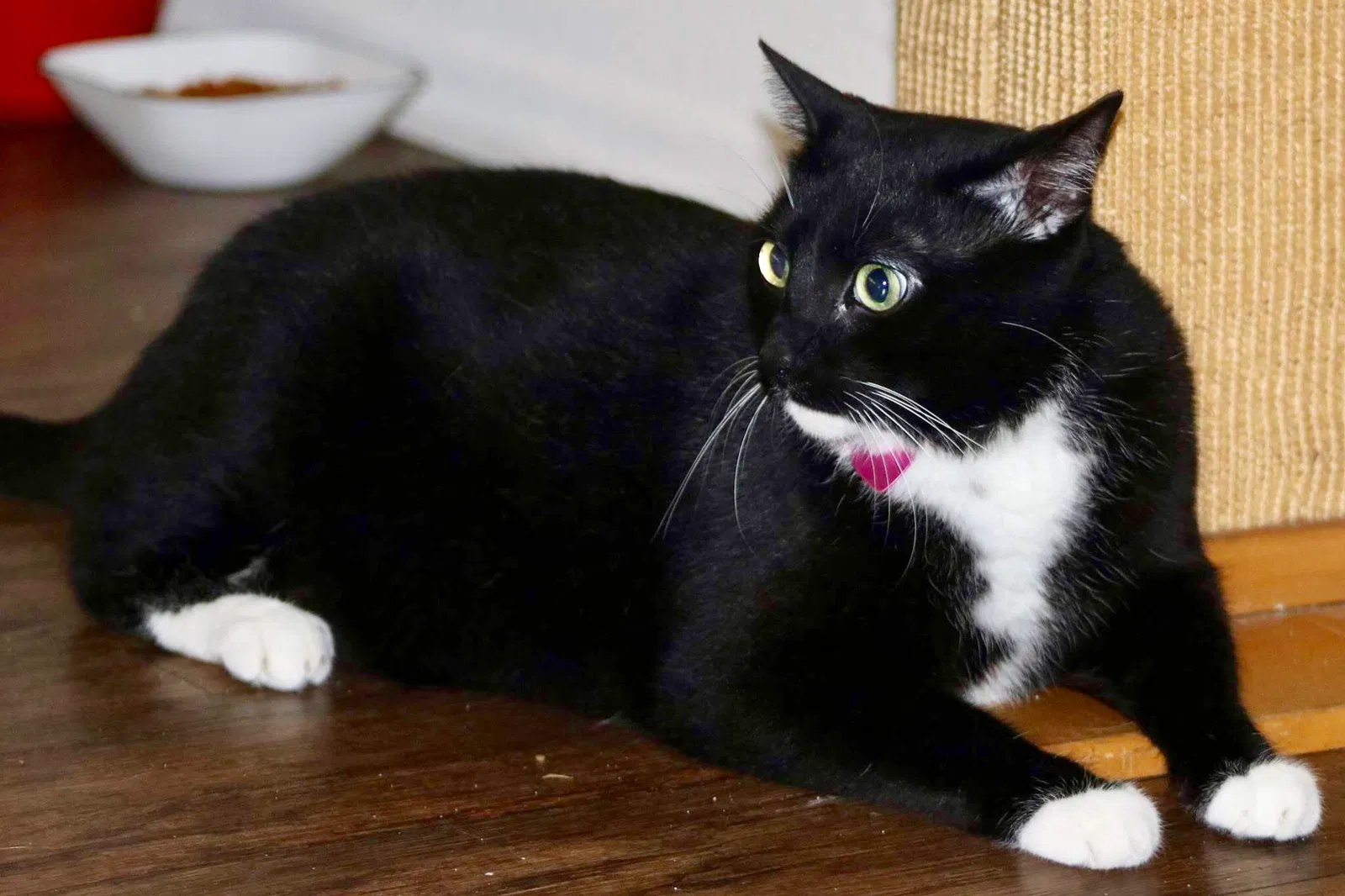 Lost cat in Glendale, CA, 91205