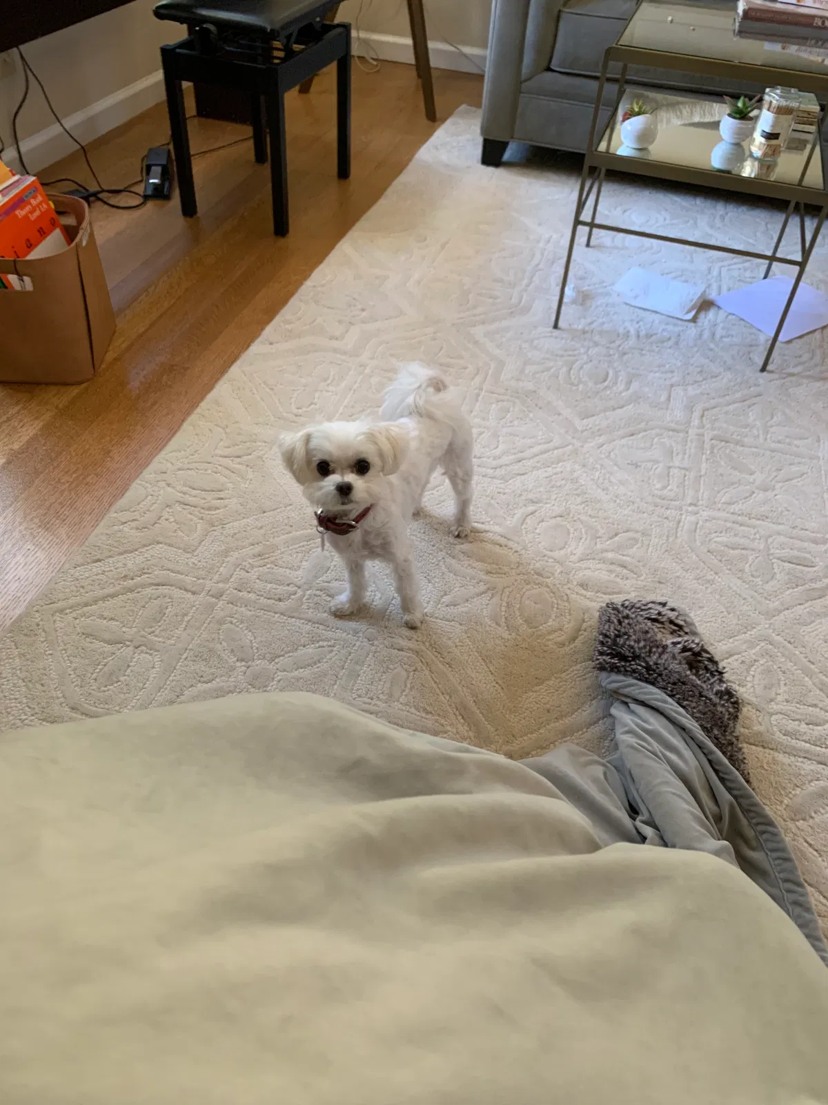 Lost dog in Menlo Park, CA, 94025