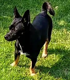 Lost dog in Oakland, CA, 94603