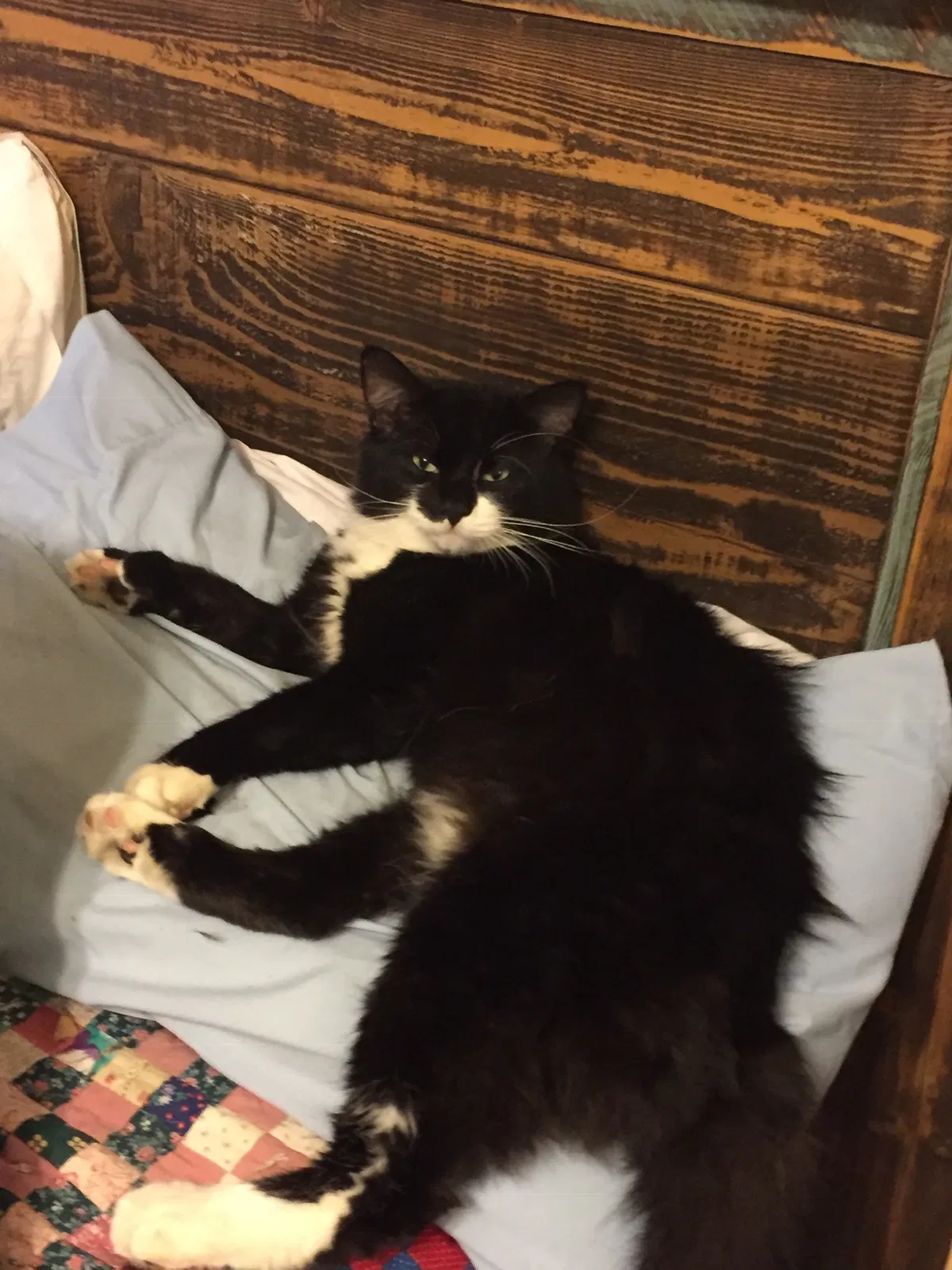 Lost cat in Garden Grove, CA, 92845