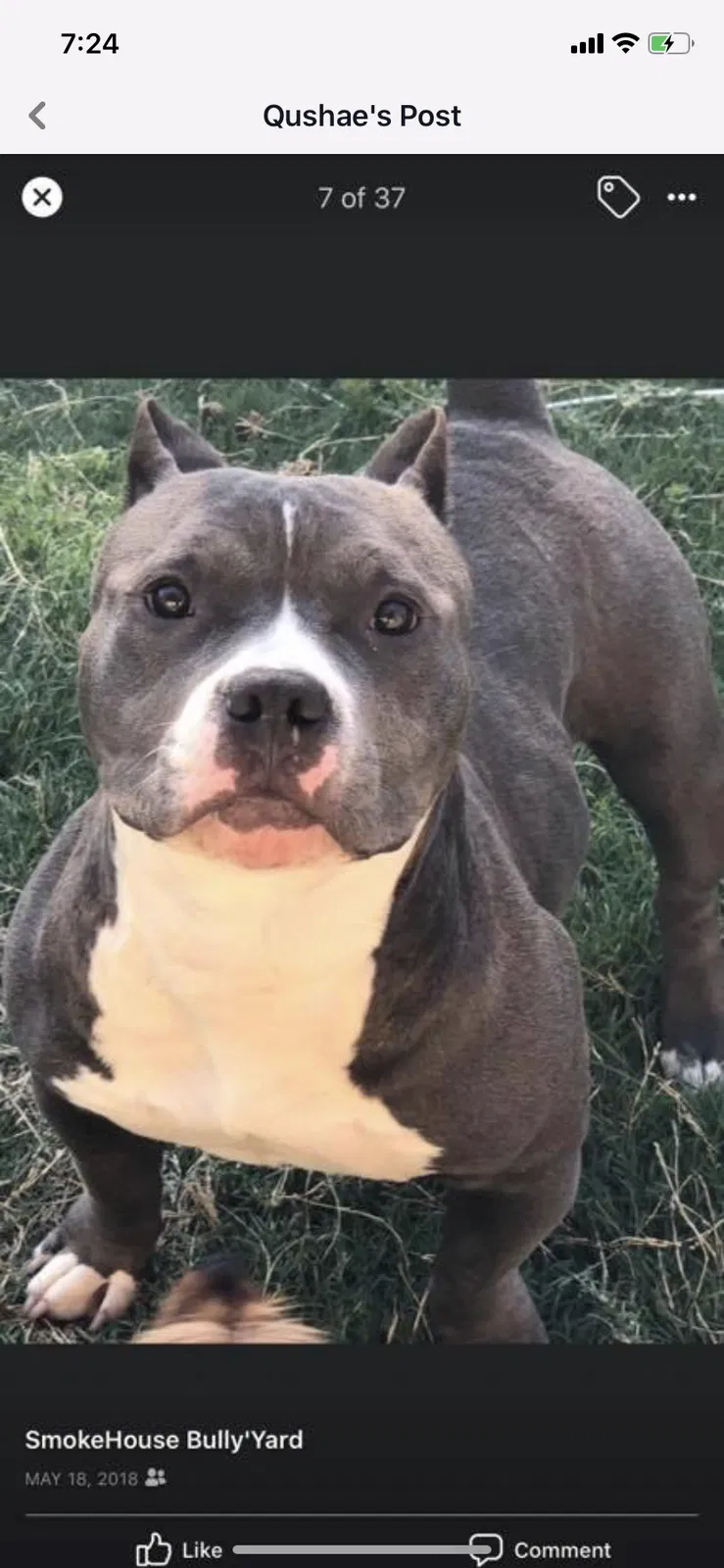 Lost dog in Fort Worth, TX, 76133