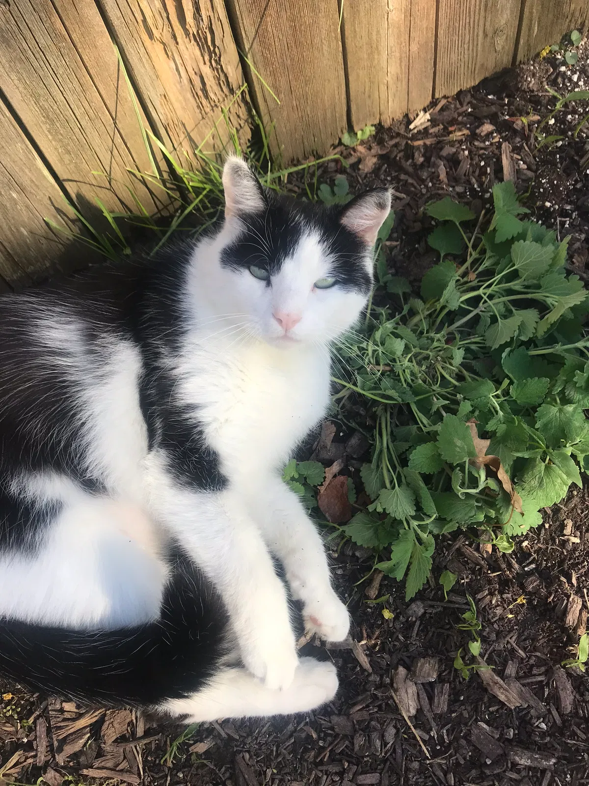 Lost cat in Phoenixville, PA, 19460