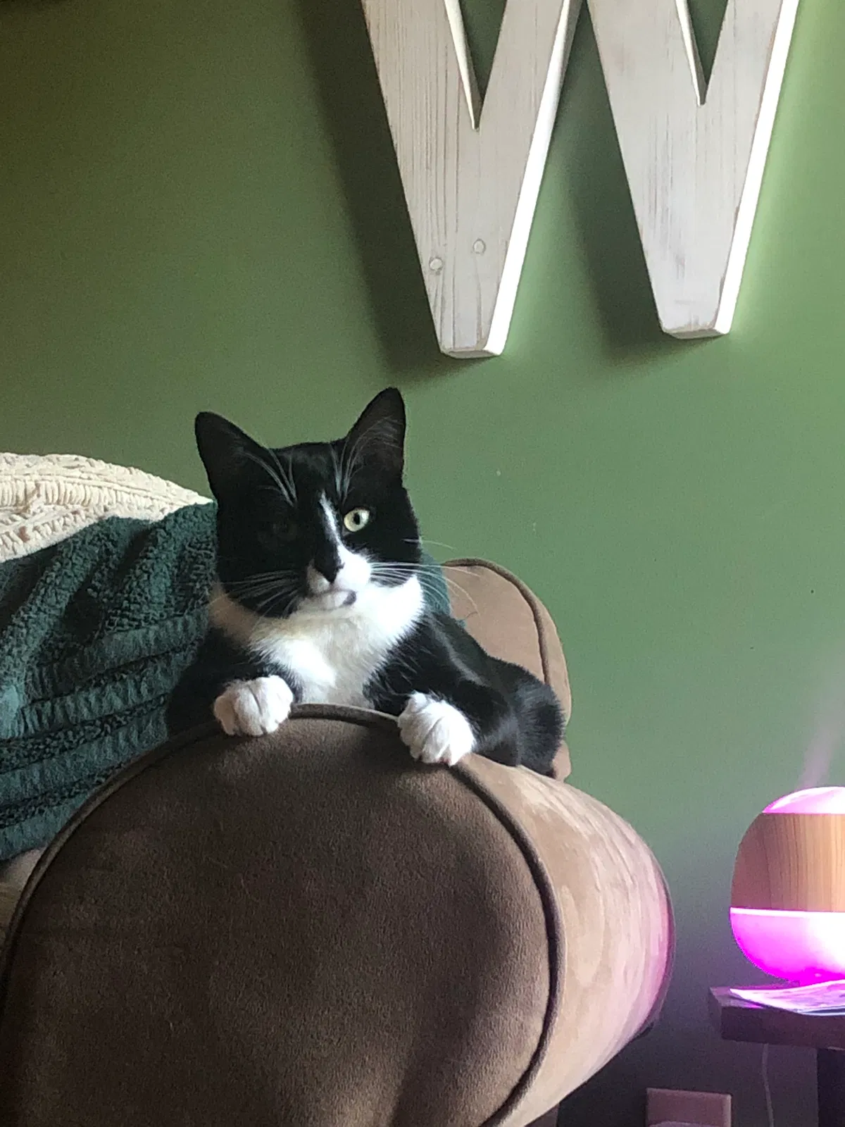 Lost cat in Buford, GA, 30518