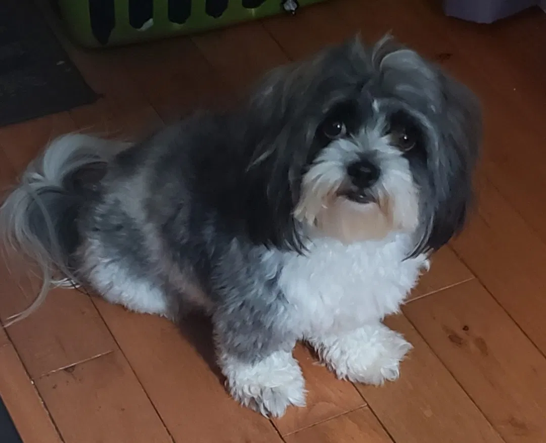 Lost dog in Lawrenceville, GA, 30044