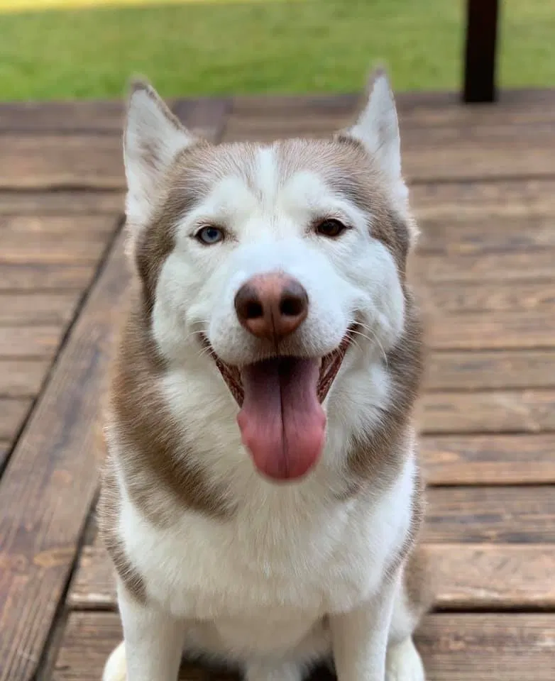 Lost dog in Lewisville, TX, 75067