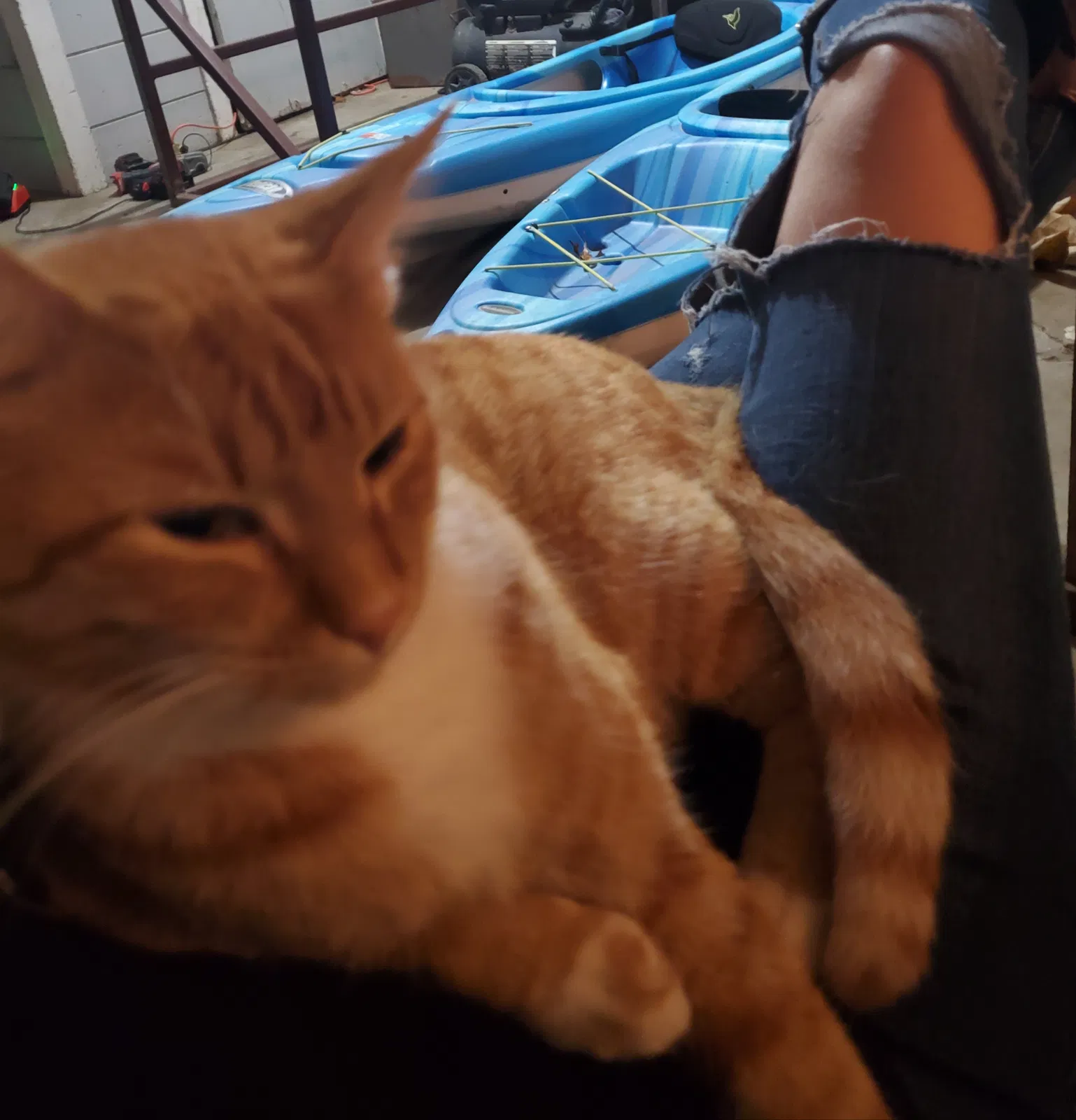 Lost cat in Fort Worth, TX, 76133