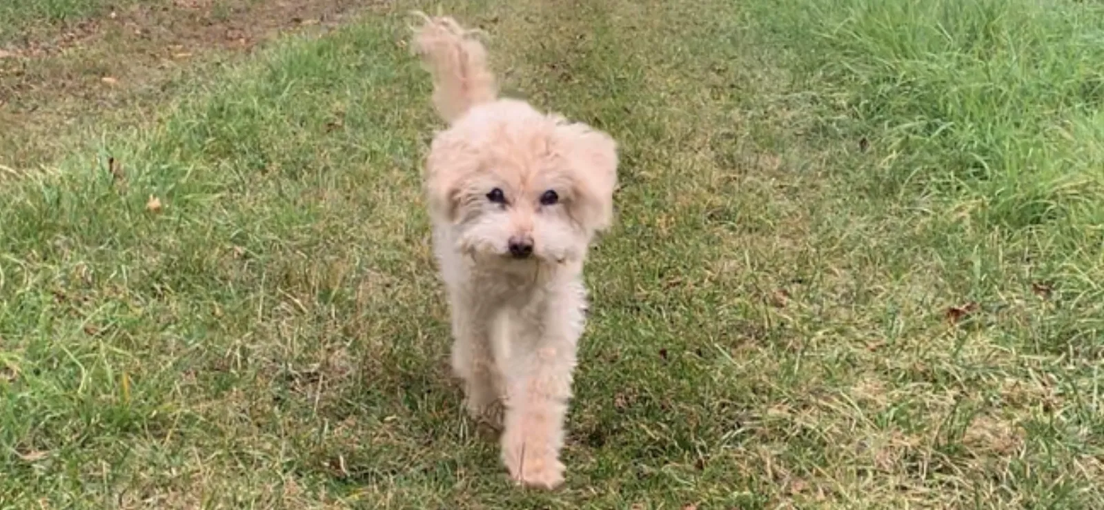 Lost dog in Atlanta, GA, 30342