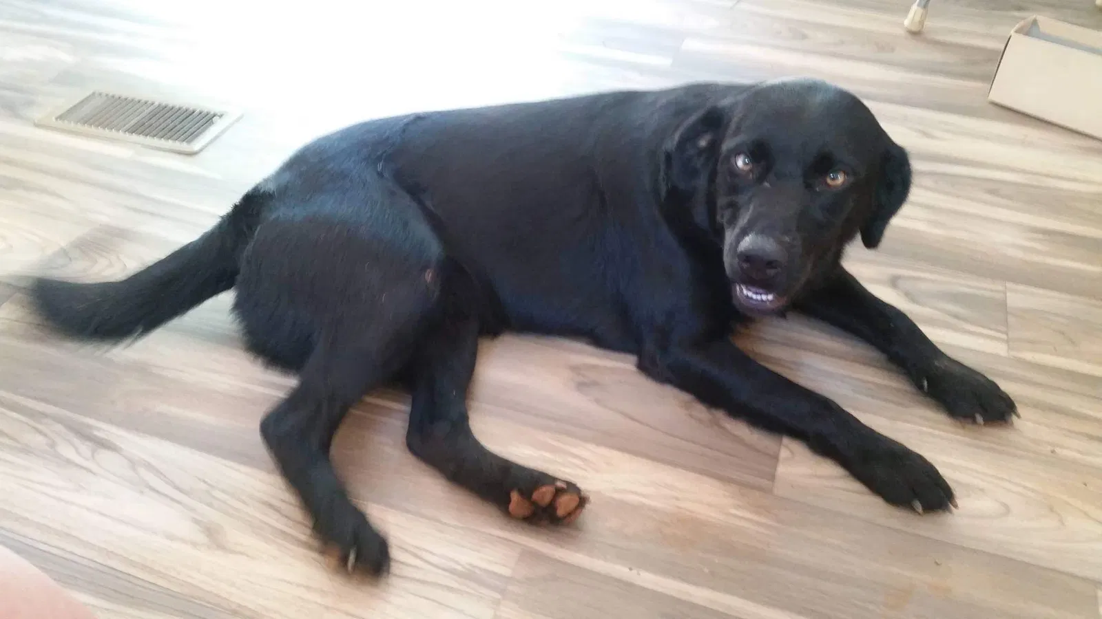Lost dog in Easley, SC, 29640