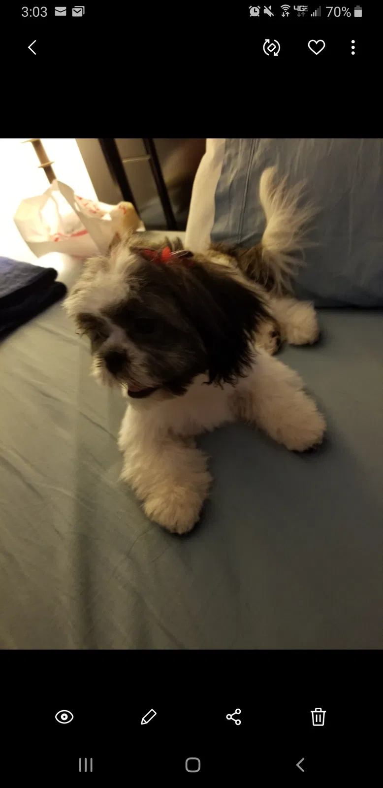 Lost dog in Slidell, LA, 70460