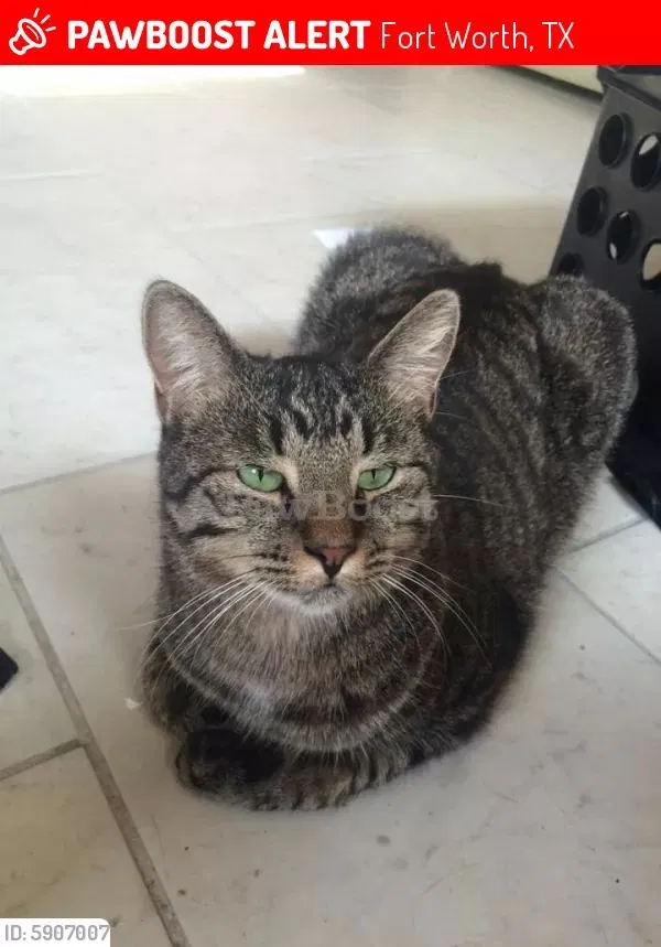 Lost cat in Fort Worth, TX, 76133