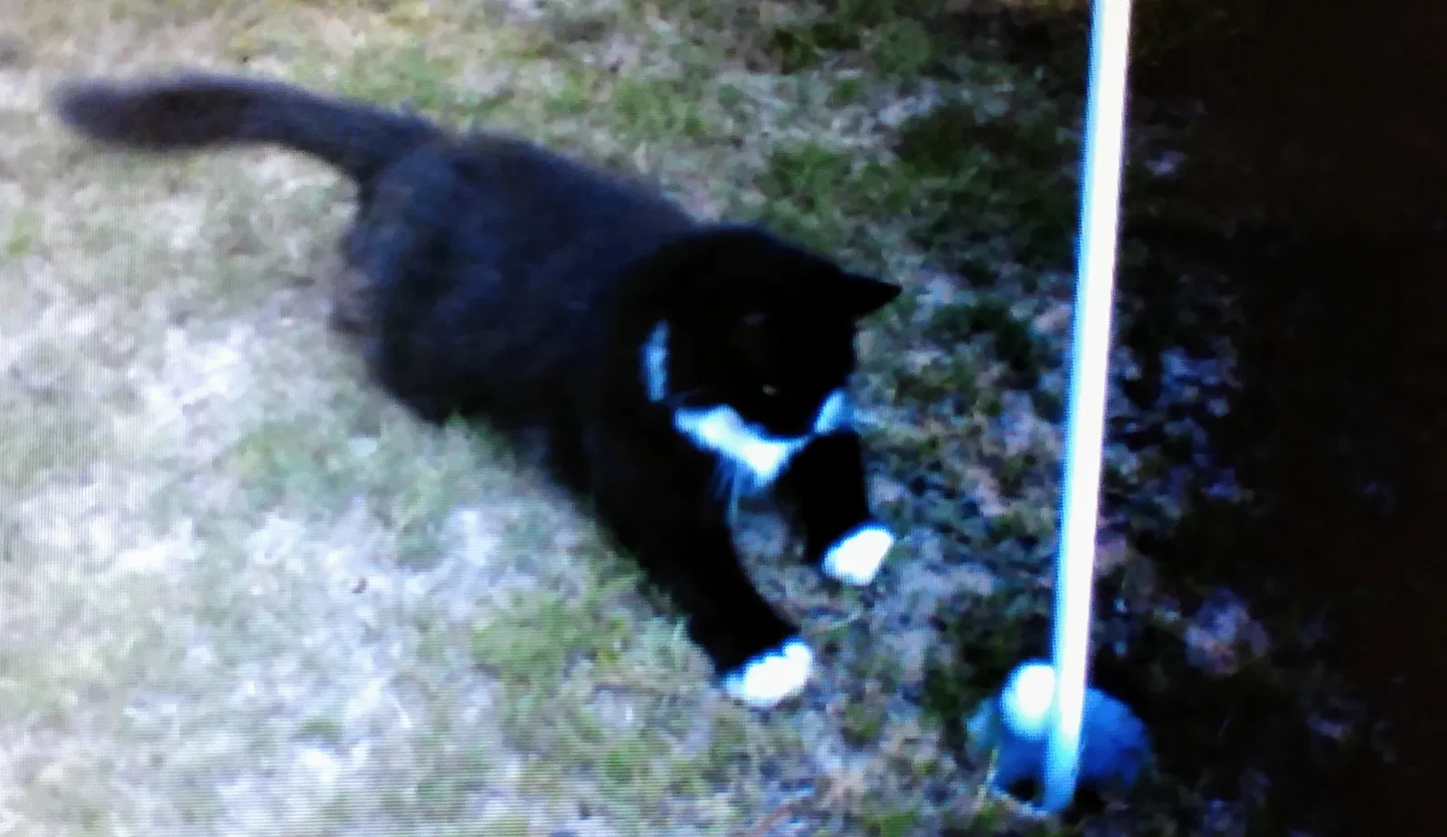 Lost cat in Pineville, NC, 28134