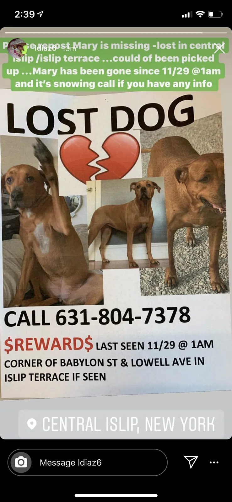 Lost dog in Islip Terrace, NY, 11752