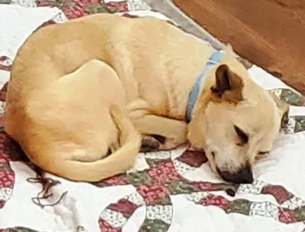 Lost dog in Tulsa, OK, 74136
