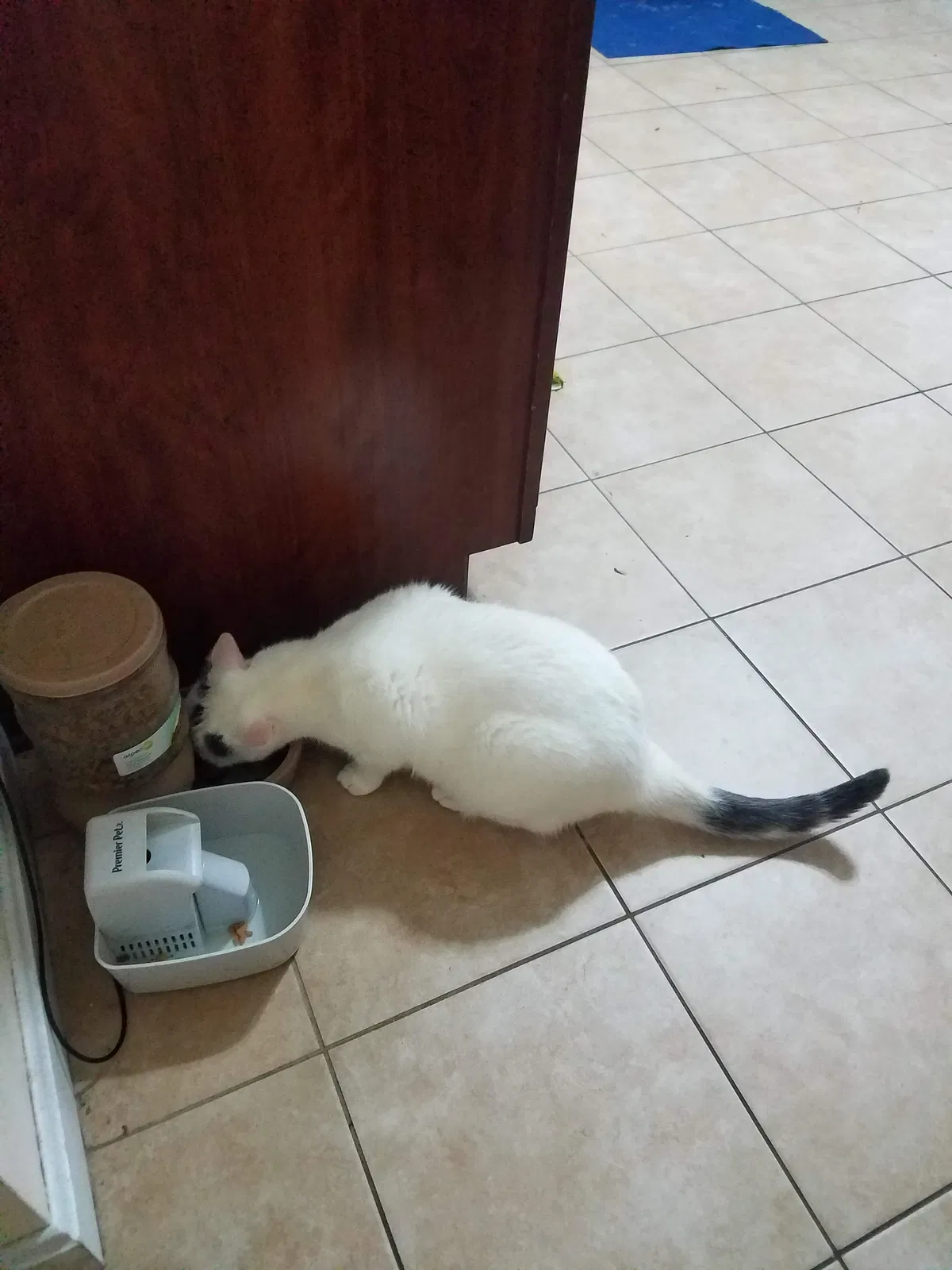 Lost cat in Brooklyn, MD, 21225