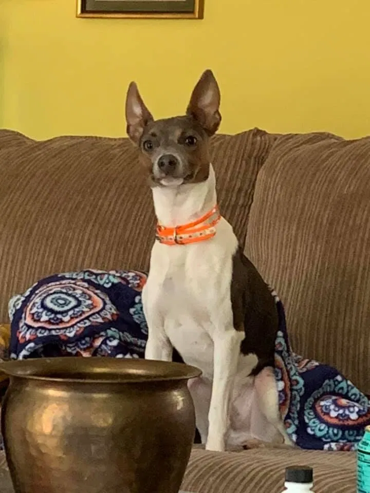 Lost dog in Fayetteville, NC, 28304