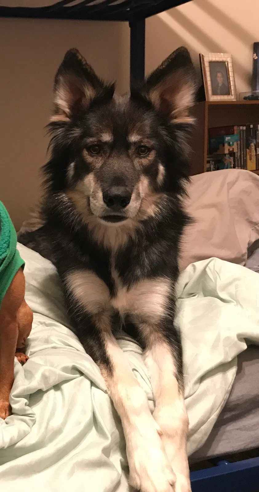 Lost dog in Bakersfield, CA, 93311