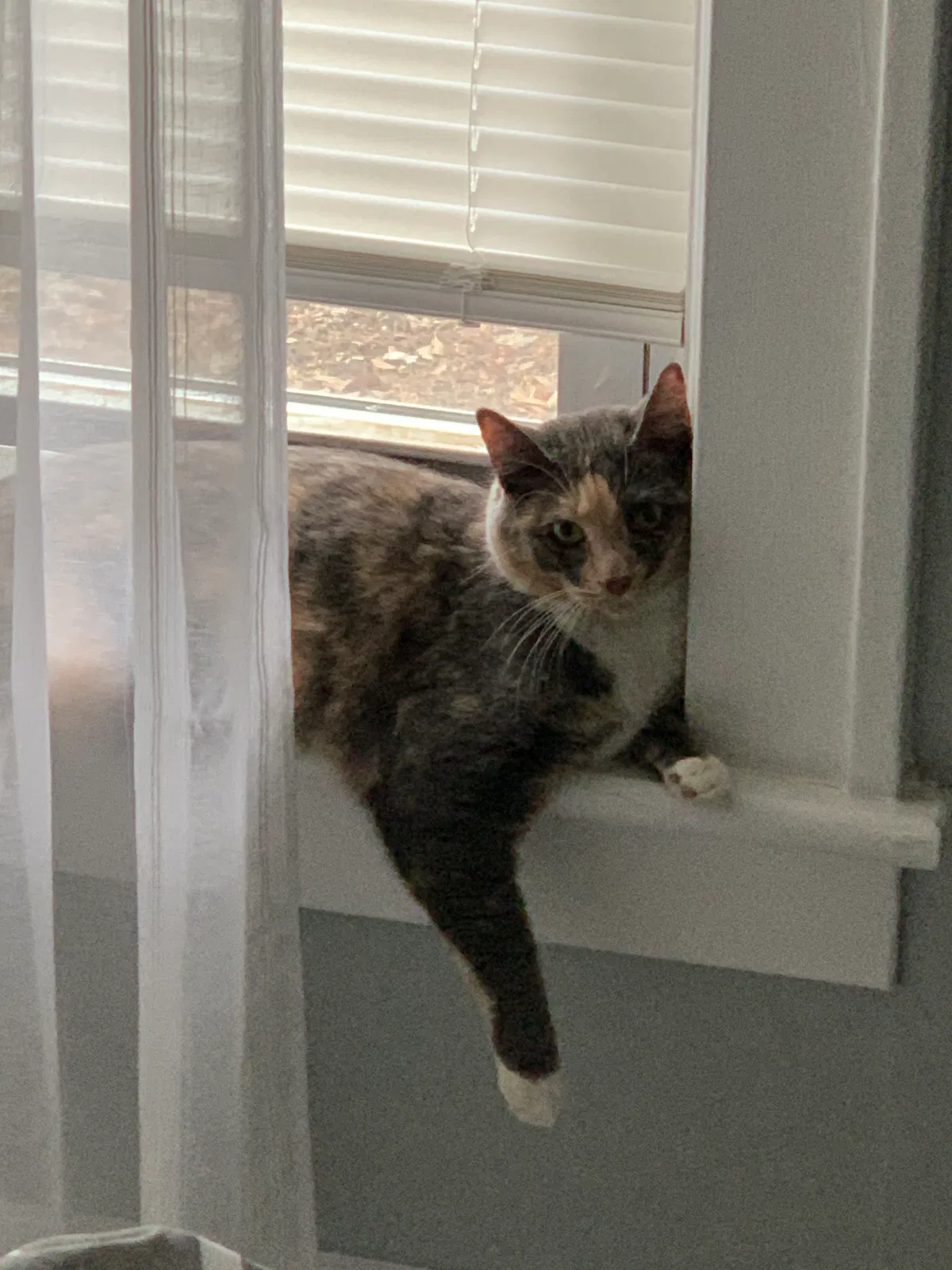 Lost cat in Schenectady, NY, 12302
