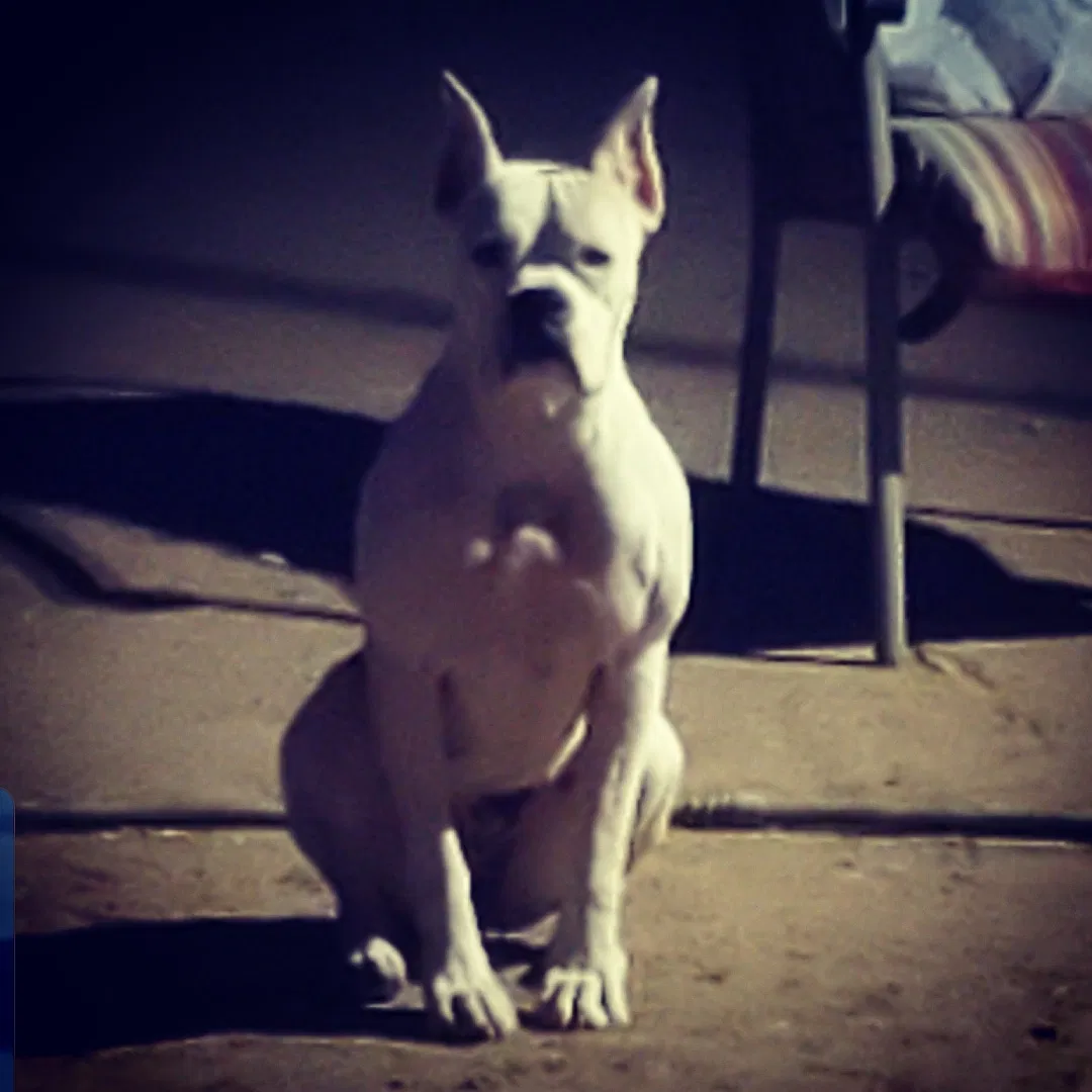 Lost dog in Tucson, AZ, 85743