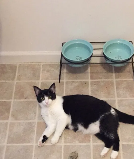 Lost cat in Cohoes, NY, 12047