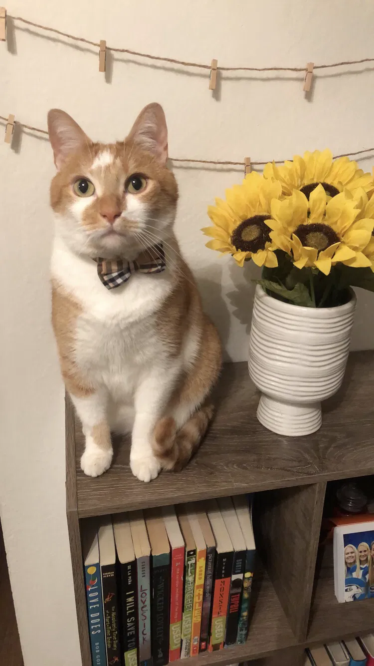 Lost cat in Greenville, SC, 29601