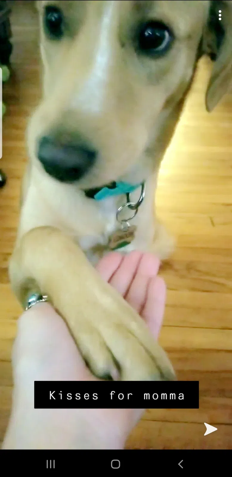Lost dog in Tulsa, OK, 74120