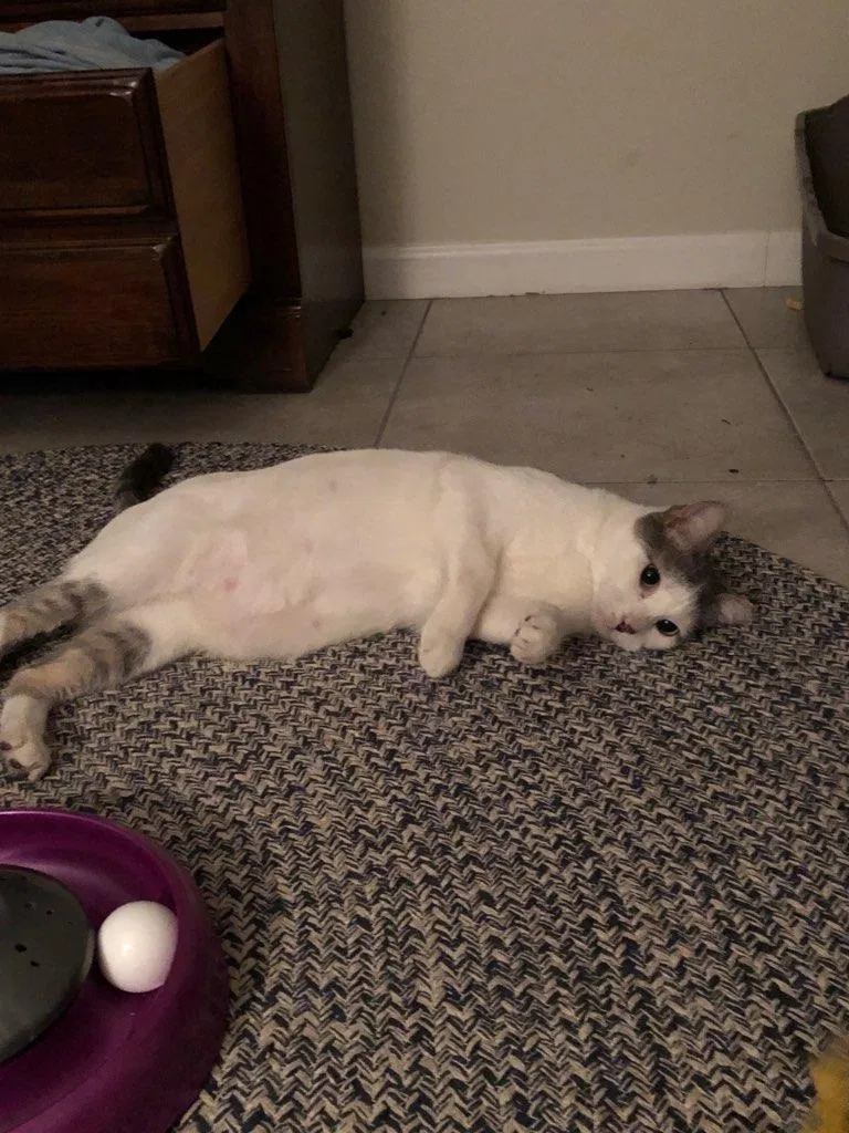 Lost cat in San Antonio, TX, 78213