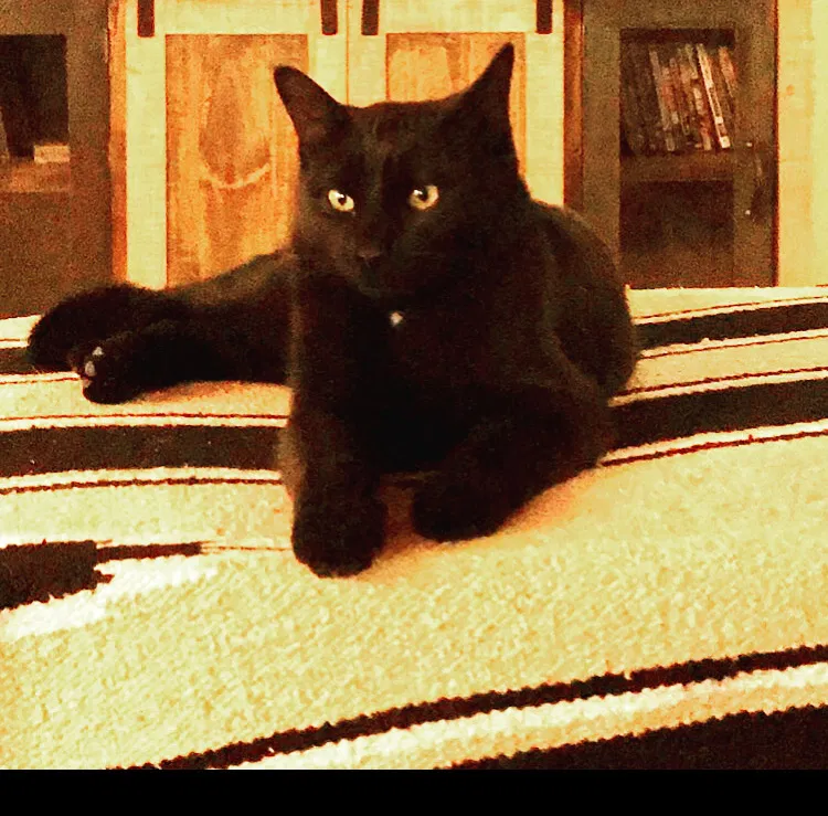 Lost cat in Albuquerque, NM, 87107
