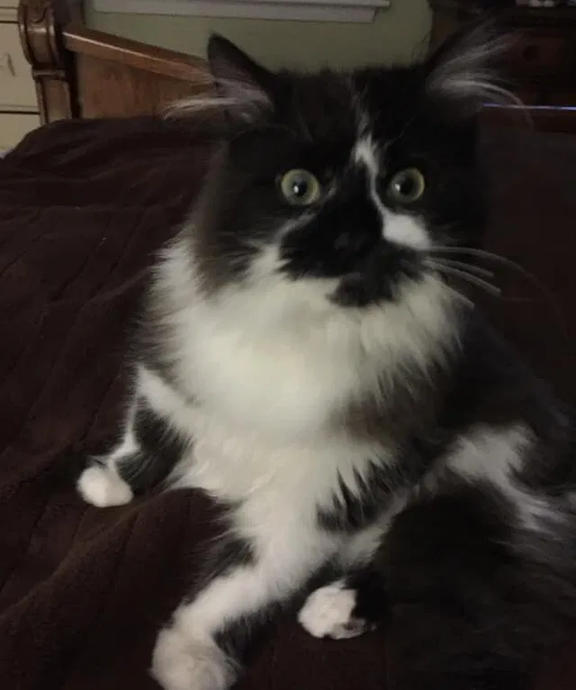 Lost cat in Longmeadow, MA, 1106