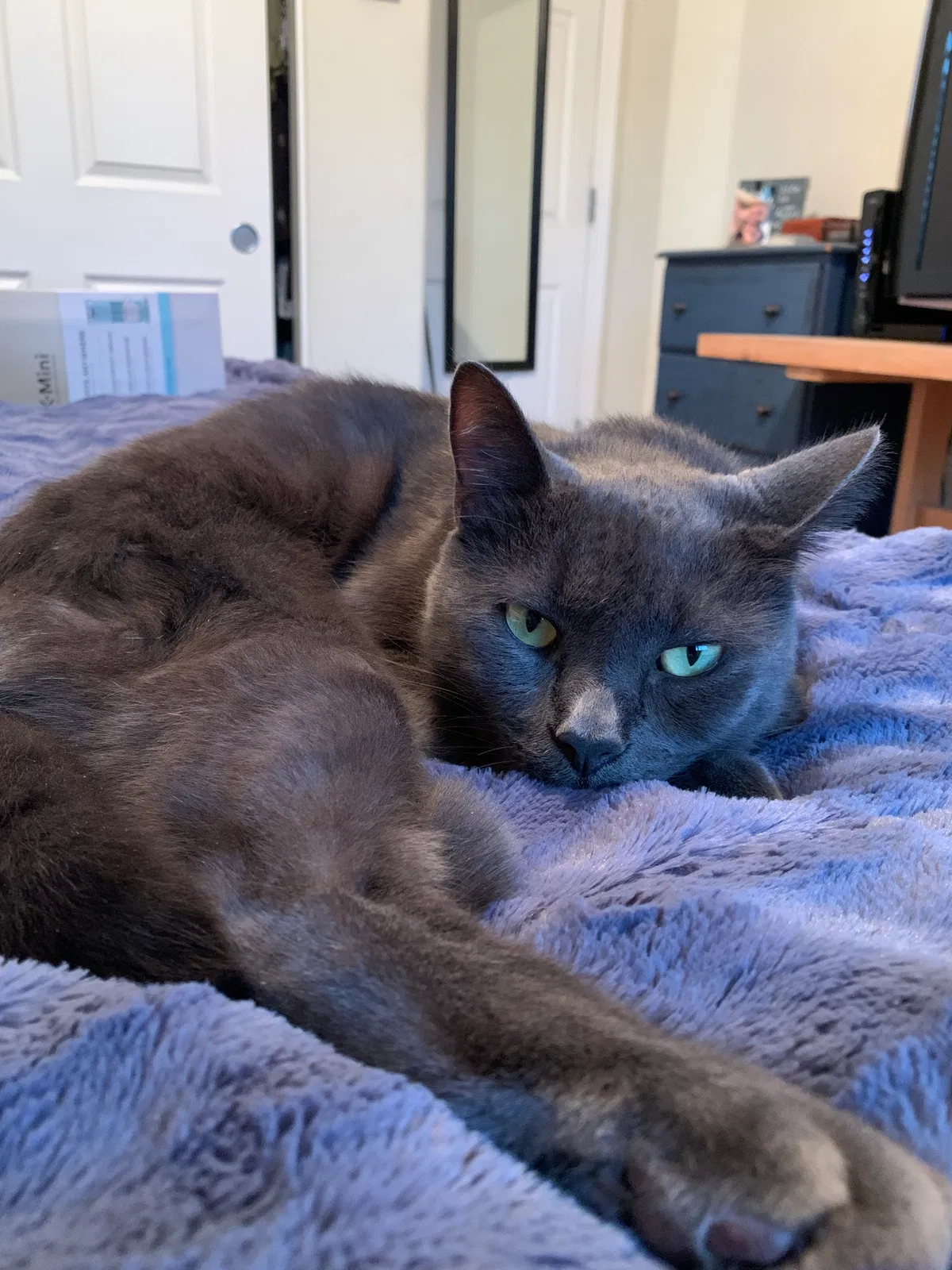 Lost cat in Brentwood, CA, 94513