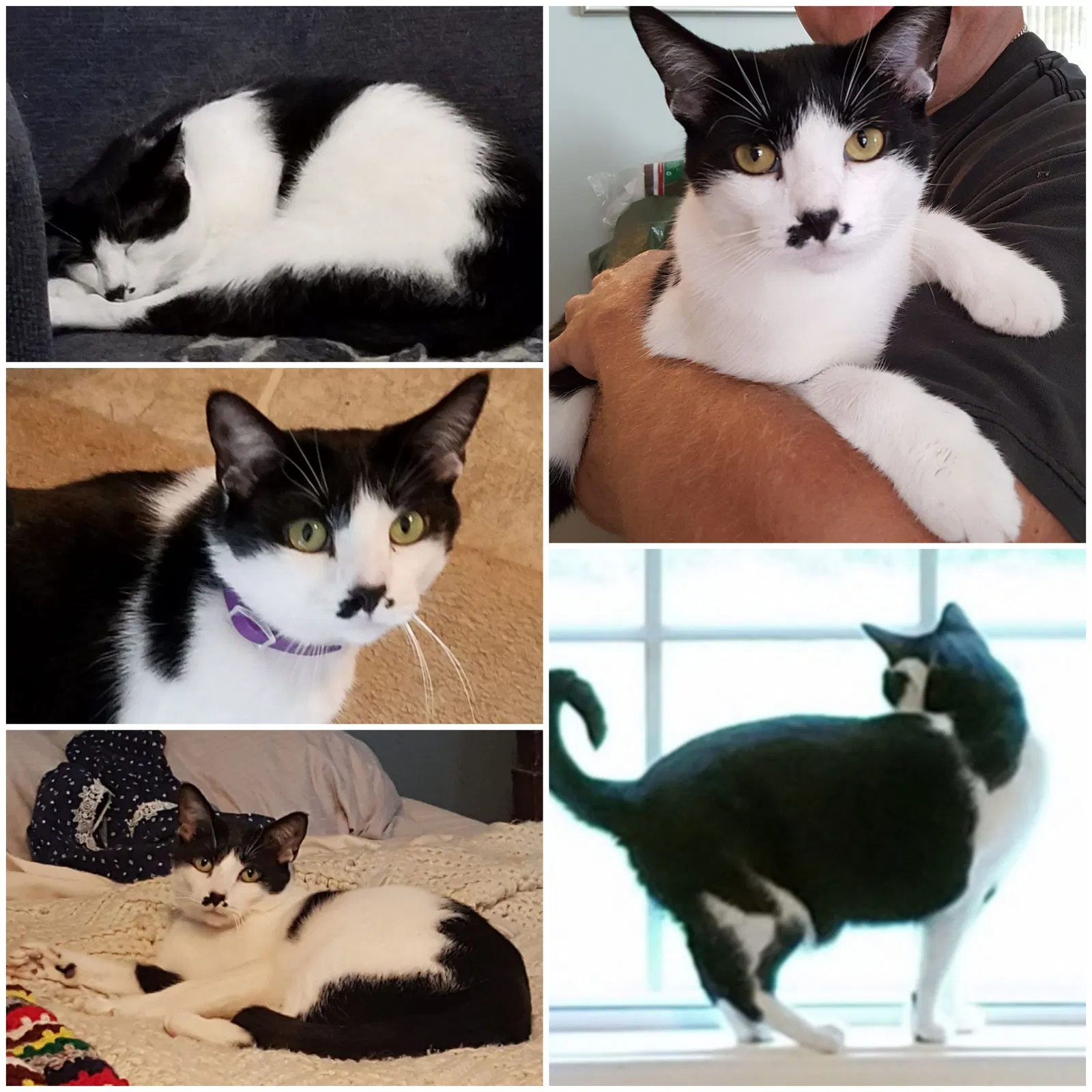 Lost cat in Sarver, PA, 16055