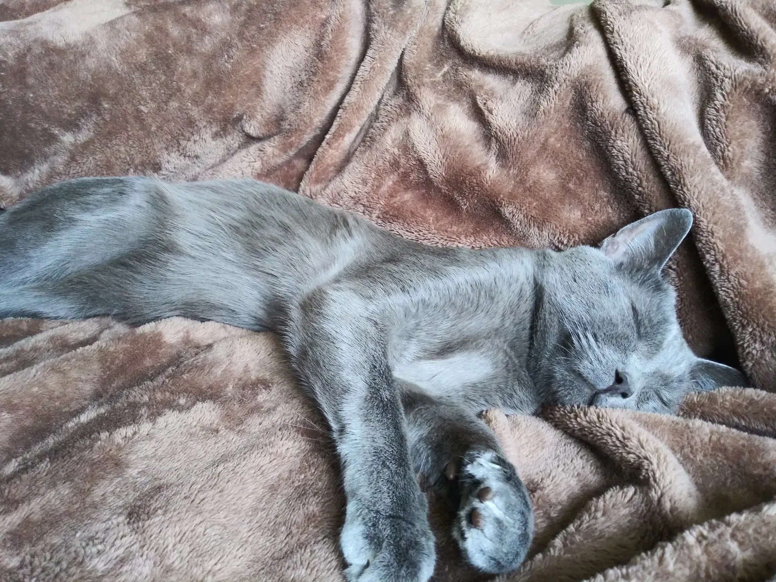 Lost cat in Newark, OH, 43055