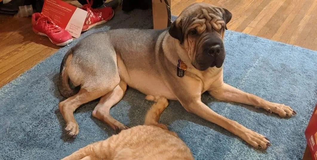 Lost dog in Wilmington, OH, 45177