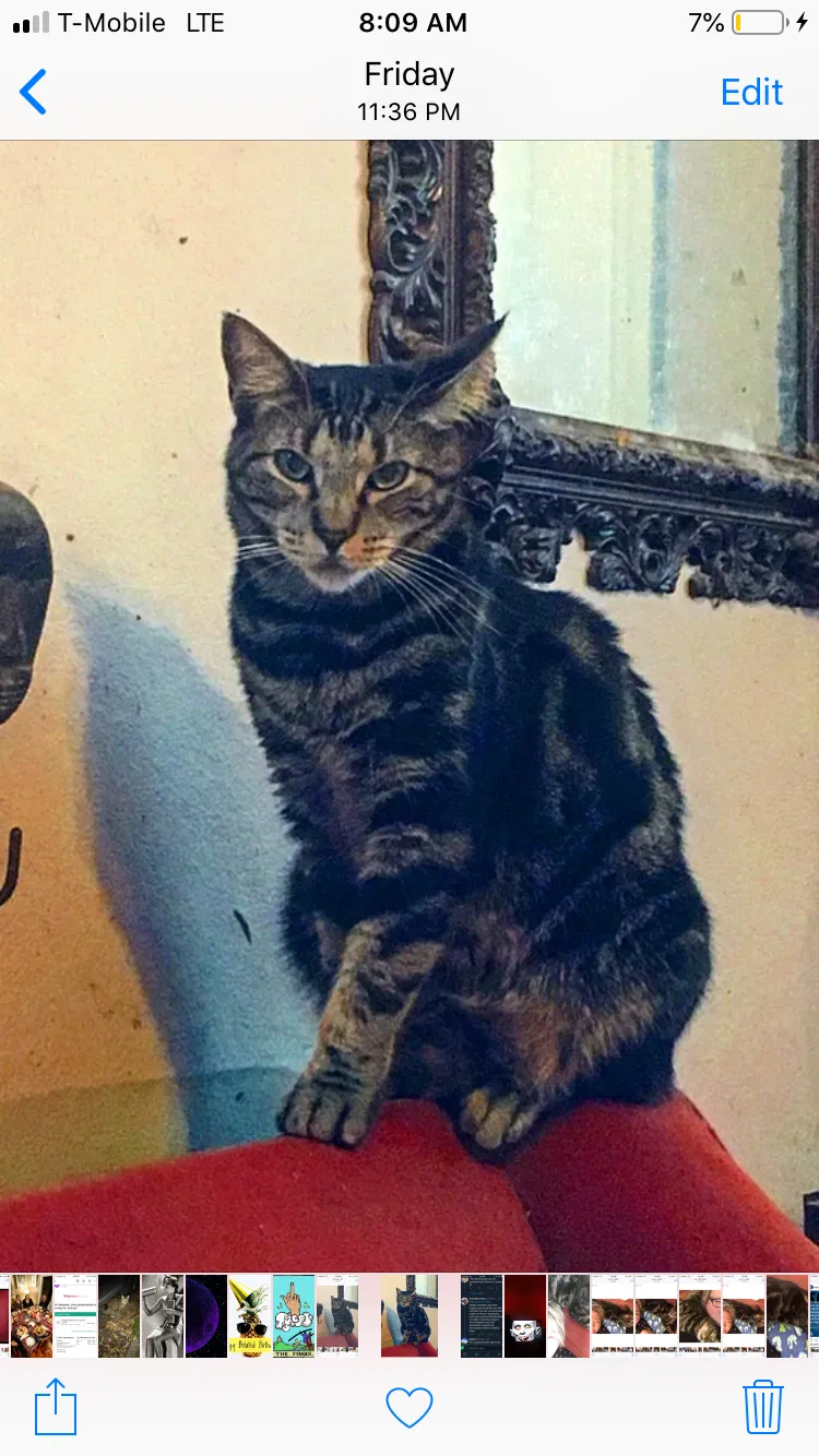 Lost cat in New Orleans, LA, 70119
