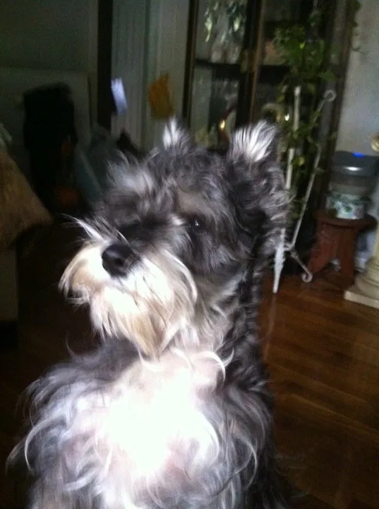 Lost dog in Bellerose, NY, 11426
