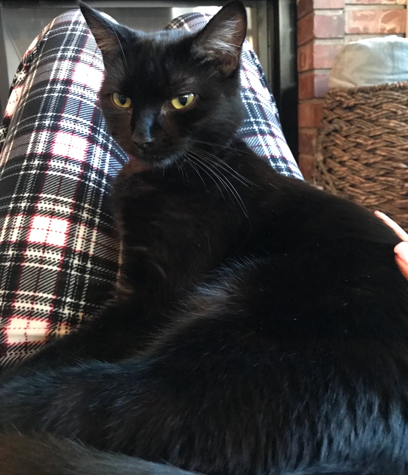 Lost cat in Renton, WA, 98059