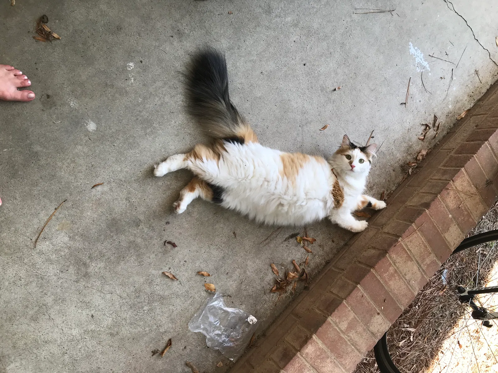Lost cat in Durham, NC, 27704