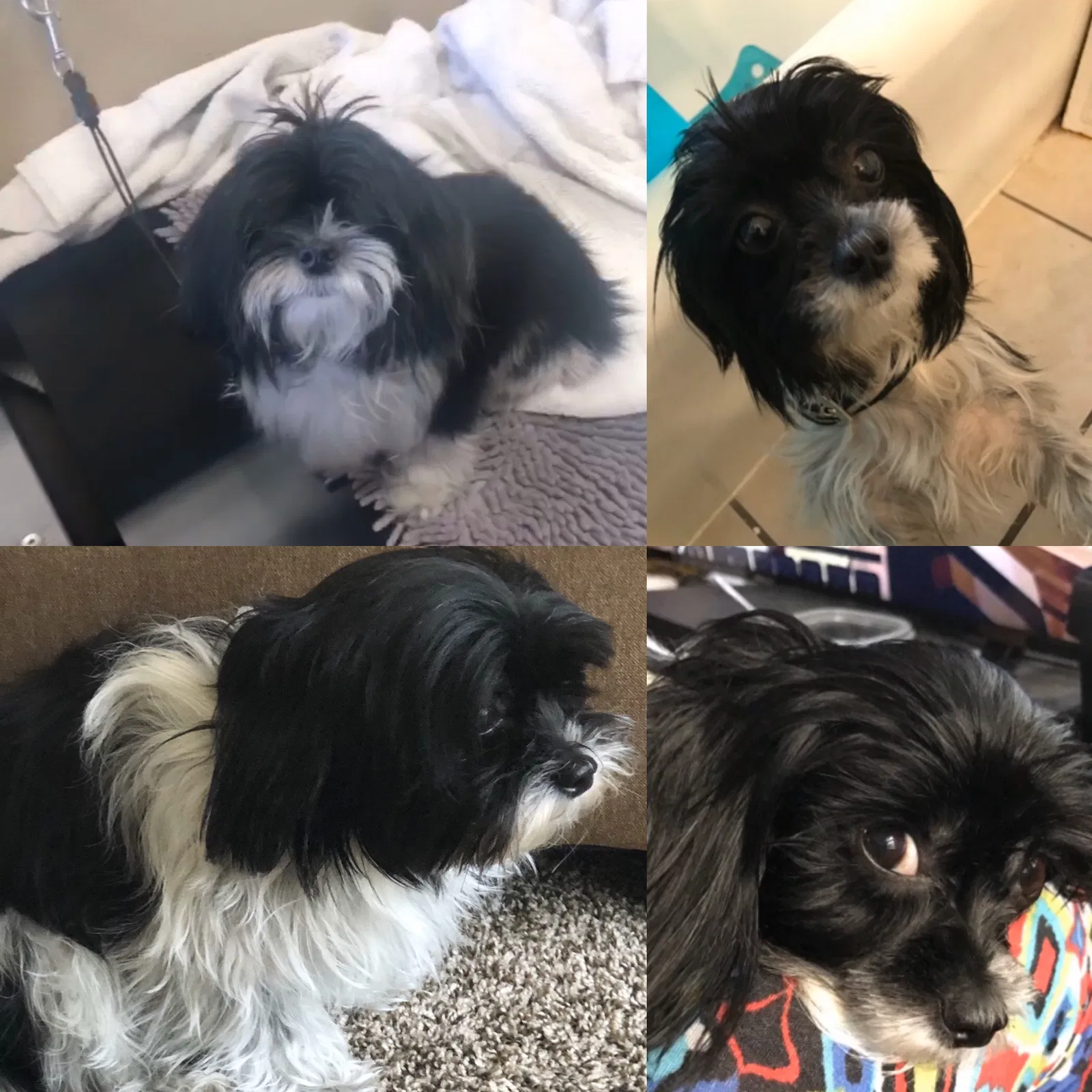 Lost dog in Cleveland, OH, 44121