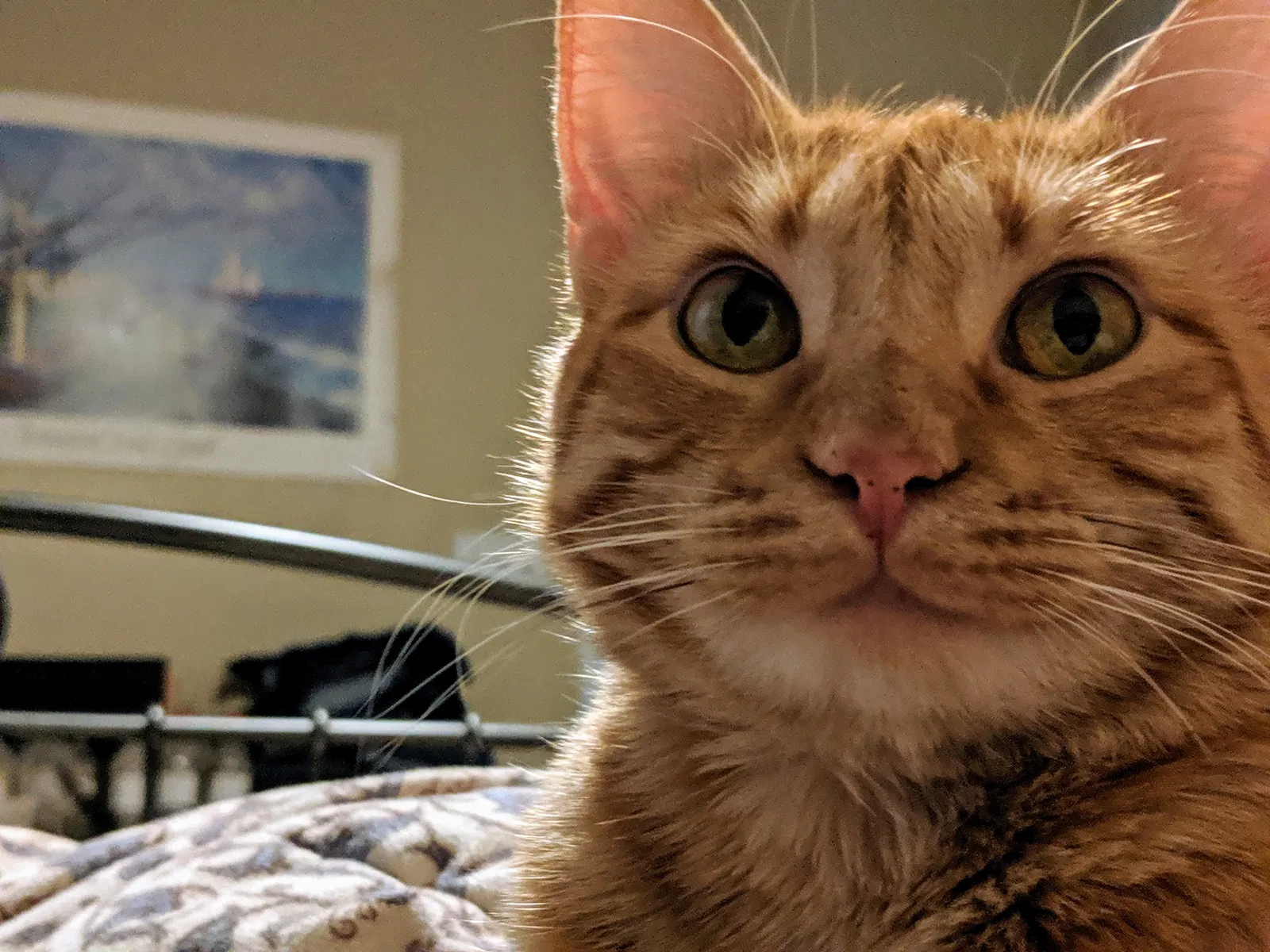 Lost cat in Austin, TX, 78759