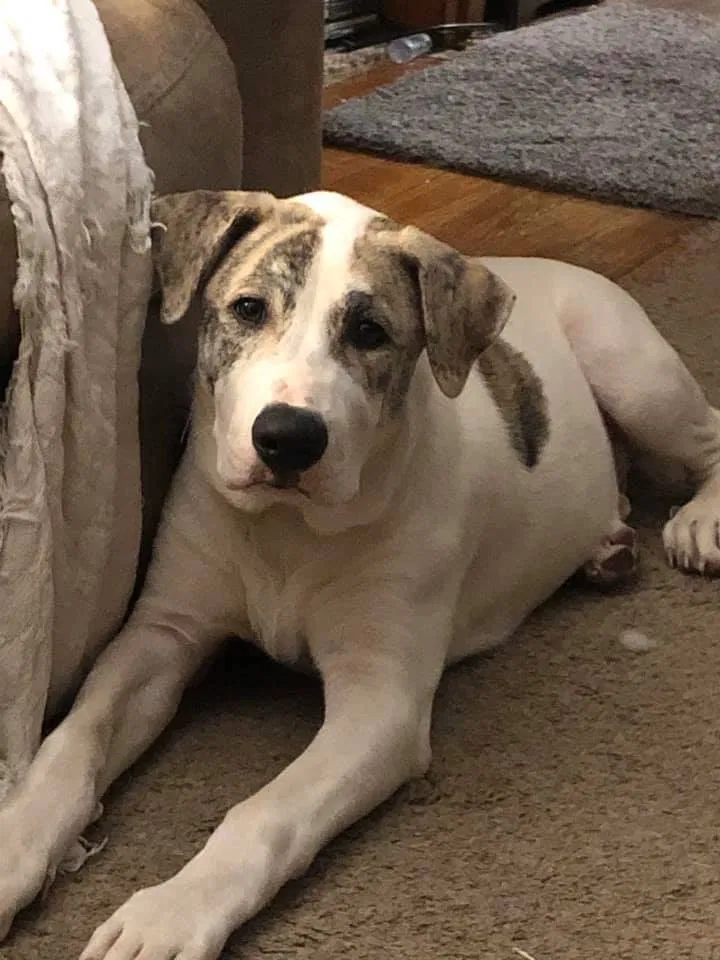 Lost dog in Austell, GA, 30168