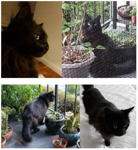 Lost cat in San Diego, CA, 92101