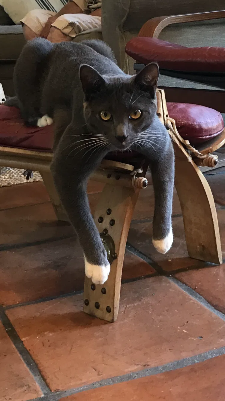 Lost cat in Thousand Oaks, CA, 91360